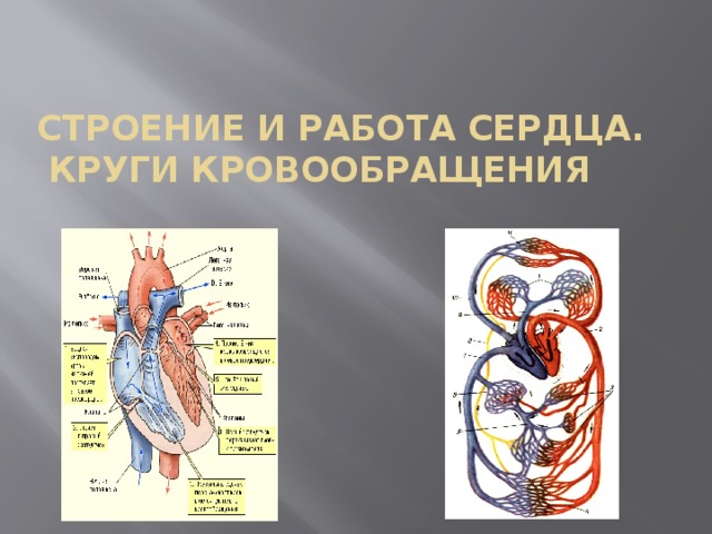 Кровообращение сердца 8 класс. Строение и работа сердца круги кровообращения. Анатомия сердца и круги кровообращения. Строение и работа сердца. Кровоснабжение сердца анатомия.