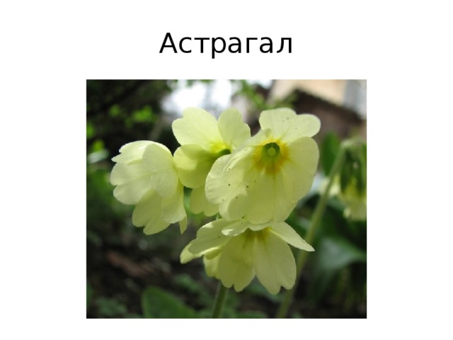 Астрагал 
