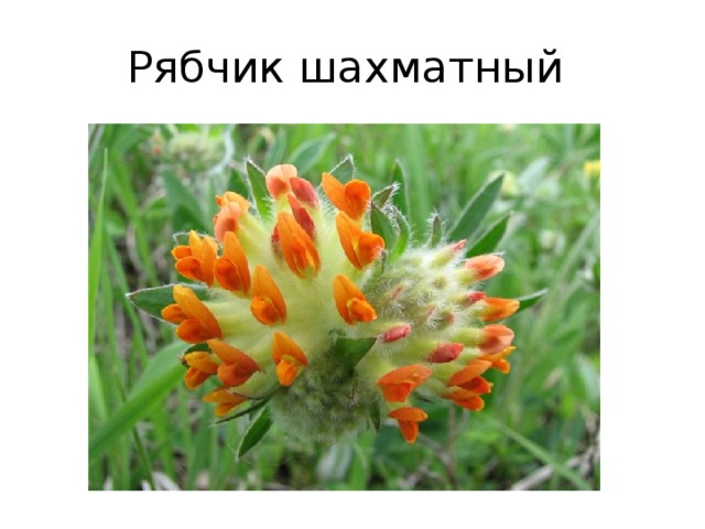 Рябчик шахматный 