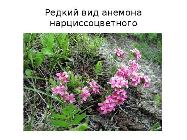 Редкий вид анемона нарциссоцветного 