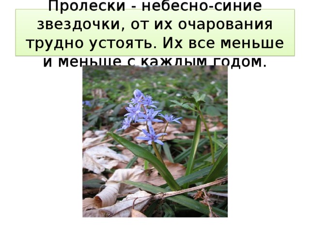 Пролески - небесно-синие звездочки, от их очарования трудно устоять. Их все меньше и меньше с каждым годом. 