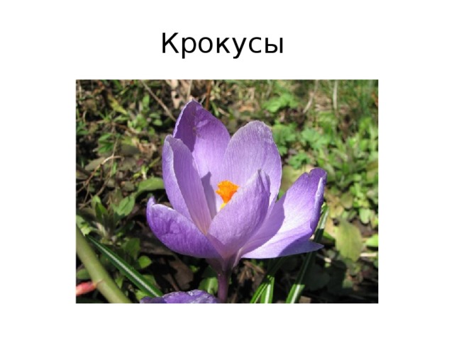 Крокусы 
