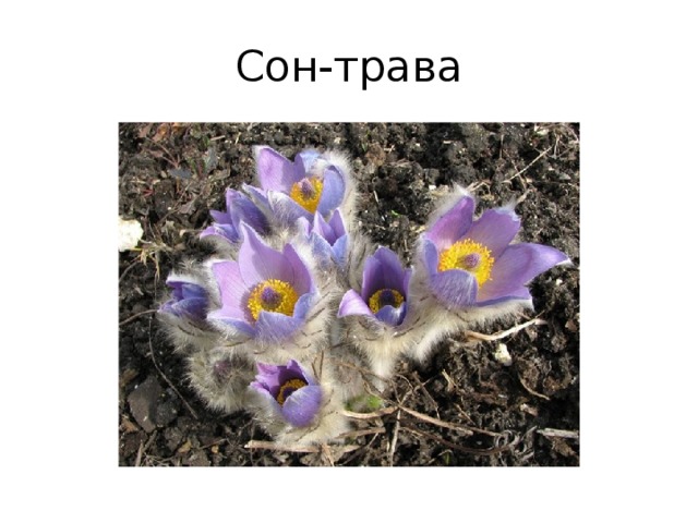Сон-трава 