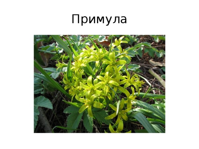 Примула 