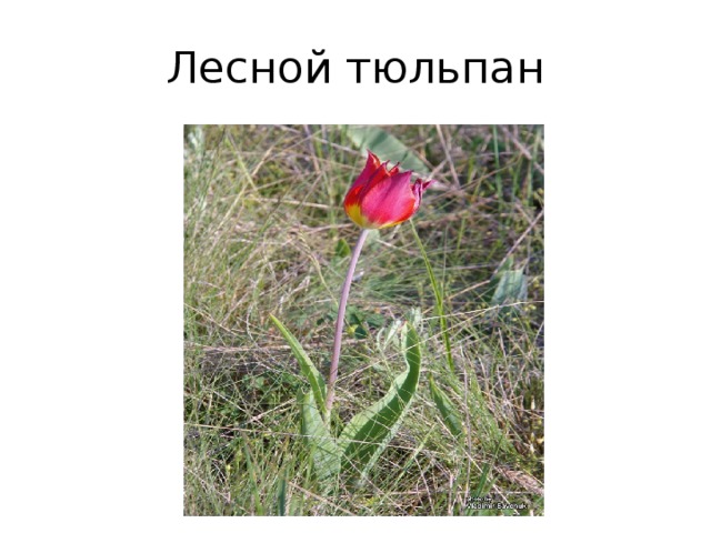 Лесной тюльпан 