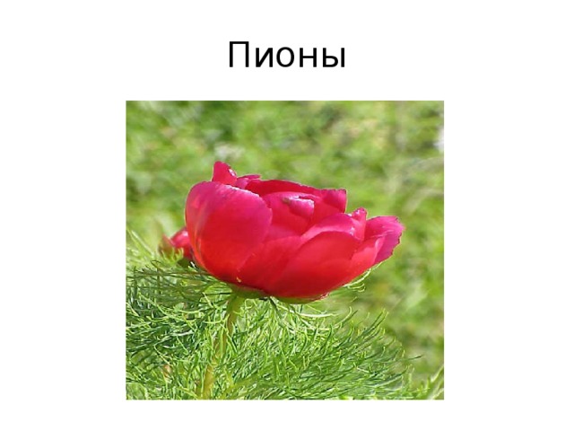 Пионы 