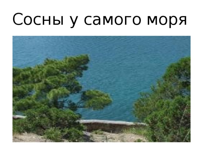 Сосны у самого моря 