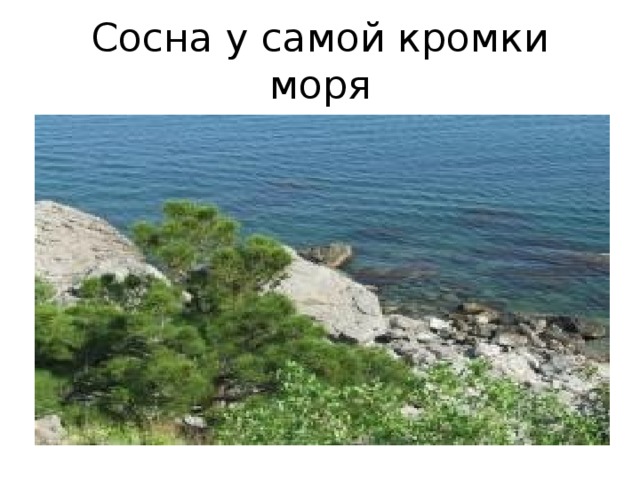 Сосна у самой кромки моря 