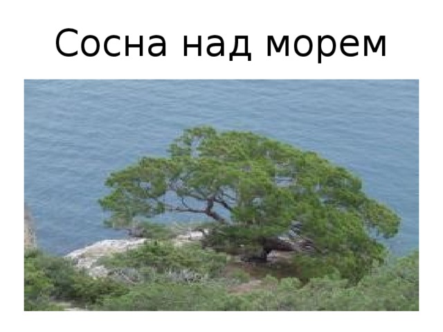 Сосна над морем 