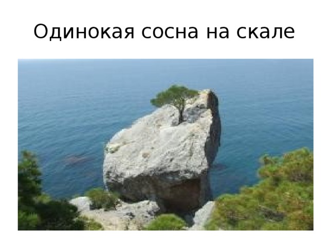 Одинокая сосна на скале 