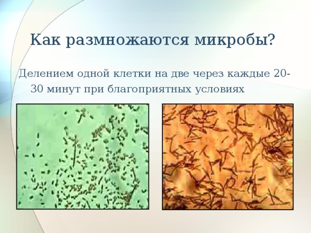 Как размножаются микробы? Делением одной клетки на две через каждые 20-30 минут при благоприятных условиях 