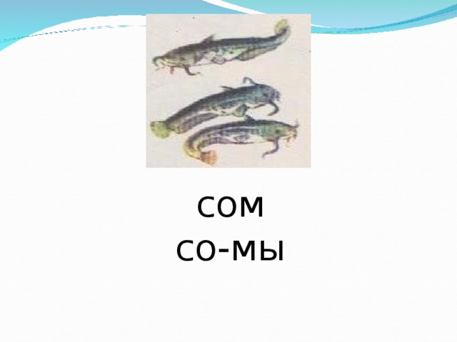 сом со-мы 