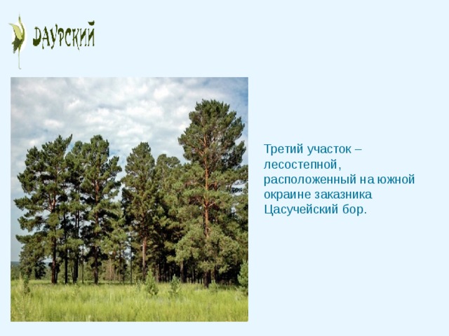 Третий участок – лесостепной, расположенный на южной окраине заказника Цасучейский бор. 