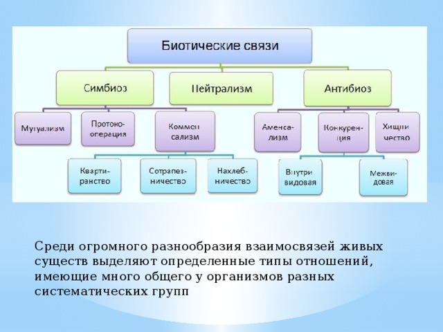 Среди огромного разнообразия взаимосвязей живых существ выделяют определенные типы отношений, имеющие много общего у организмов разных систематических групп 