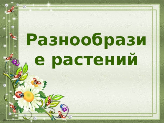Презентация разнообразие растений 6 класс. Презентация разнообразие растений 6 класс