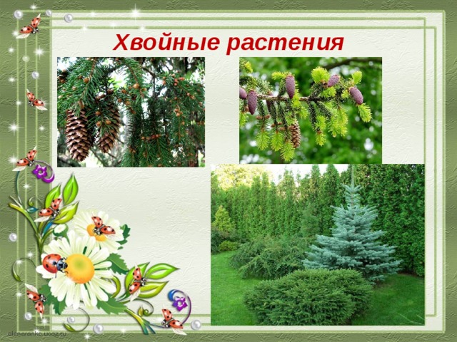 Хвойные растения 