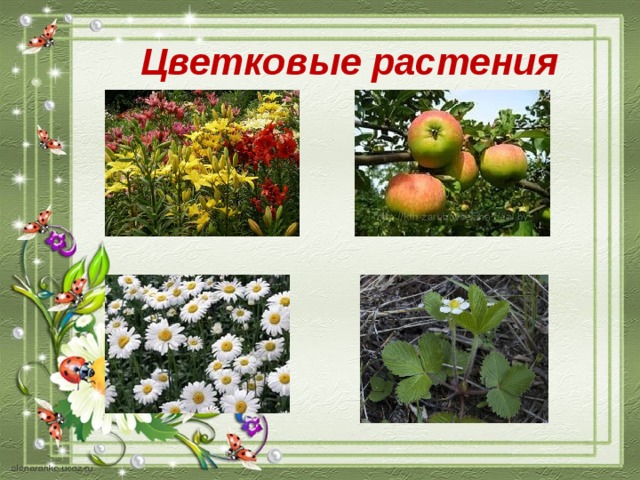 Цветковые растения 