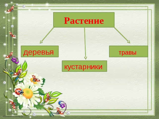 Растение травы  деревья  кустарники  