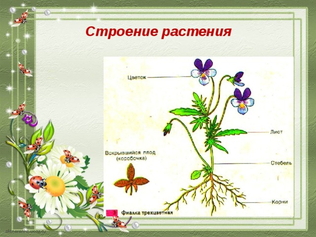 Описание строения растения