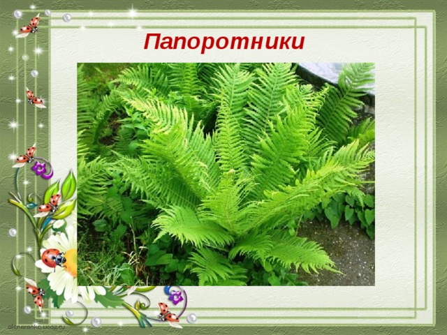 Папоротники 
