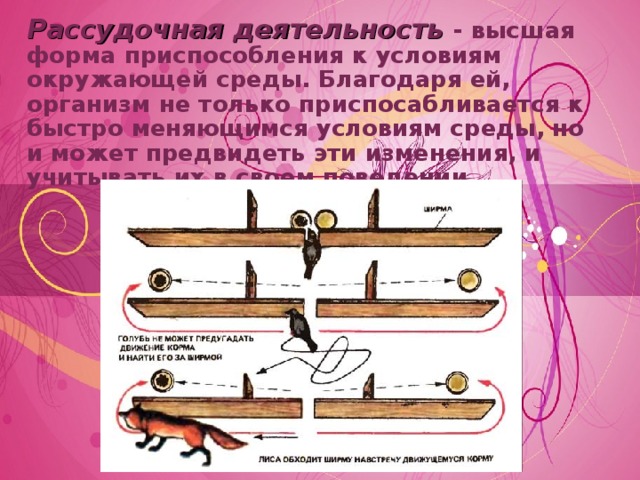 Рассудочная деятельность - высшая форма приспособления к условиям окружающей среды. Благодаря ей, организм не только приспосабливается к быстро меняющимся условиям среды, но и может предвидеть эти изменения, и учитывать их в своем поведении. 