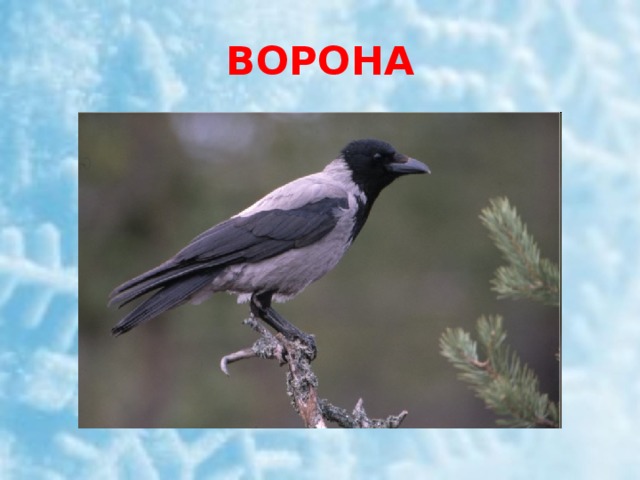 ВОРОНА 