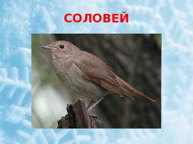 СОЛОВЕЙ 