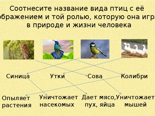 Значение птиц биология 7 класс. Птицы в жизни человека и природы. Роль птиц в жизни человека. Польза птиц в природе. Роль птиц в природе и жизни человека.