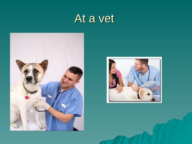 At a vet 