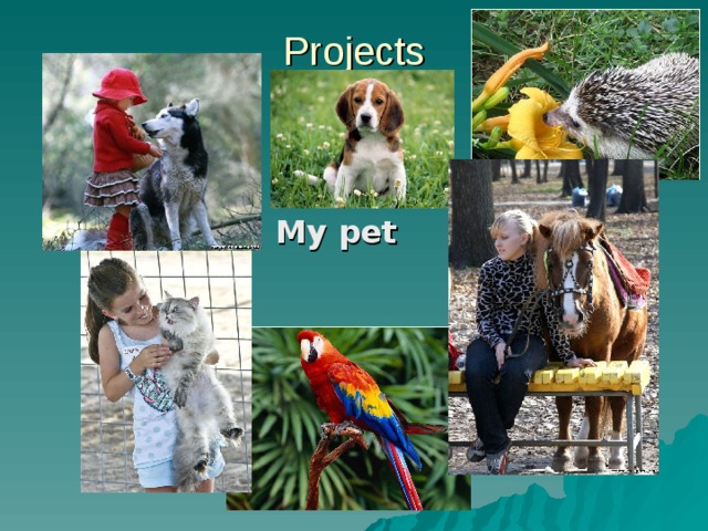 Projects   My pet 