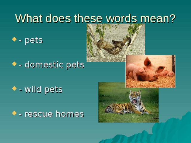 What does these words mean? - pets  - domestic pets  - wild pets  - rescue homes 