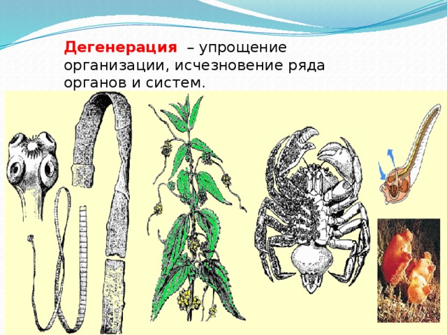 Выберите дегенерации. Примеры дегенерации у животных. Дегенерация примеры. Общая дегенерация это в биологии. Дегенерация покрытосеменных растений.