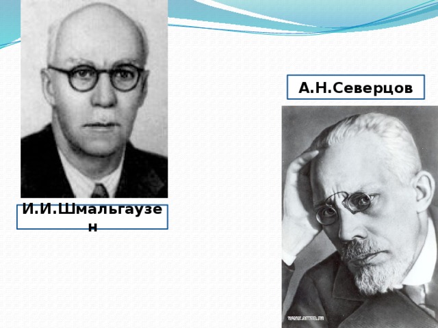 А.Н.Северцов И.И.Шмальгаузен 