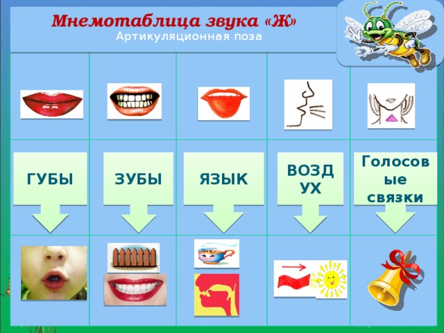 Артикуляция звука в для детей в картинках