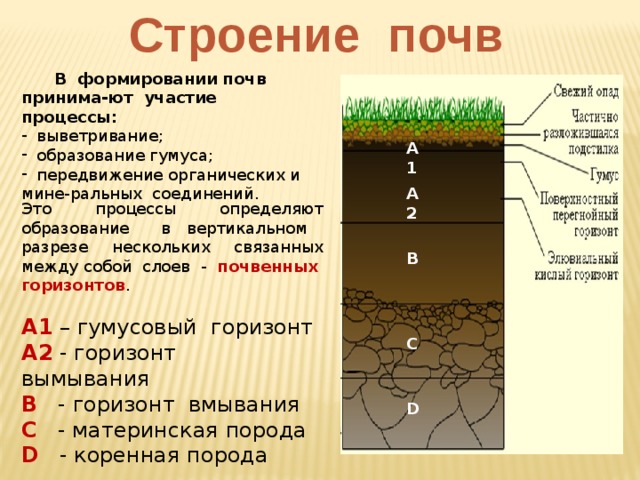 Строение почв  В формировании почв принима-ют участие процессы:  выветривание;  образование гумуса;  передвижение органических и мине-ральных соединений. А1 А2 Это процессы определяют образование в вертикальном разрезе нескольких связанных между собой слоев - почвенных горизонтов . В А1 – гумусовый горизонт А2 - горизонт вымывания В - горизонт вмывания С - материнская порода D - коренная порода С D 