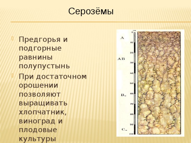 Серозёмы Предгорья и подгорные равнины полупустынь При достаточном орошении позволяют выращивать хлопчатник, виноград и плодовые культуры 