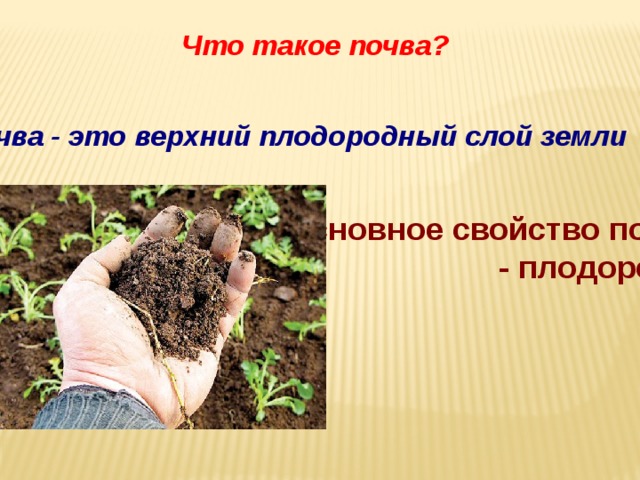 Что такое почва? Почва - это верхний плодородный слой земли  Основное свойство почвы - плодородие. 