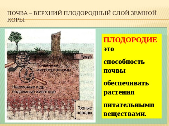 Почва – верхний плодородный слой земной коры ПЛОДОРОДИЕ это способность почвы обеспечивать растения питательными веществами. 