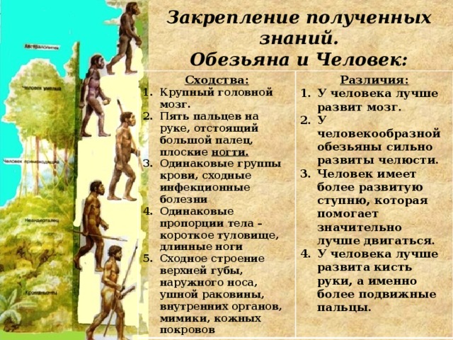Закрепление полученных знаний.  Обезьяна и Человек: Сходства: Крупный головной мозг. Пять пальцев на руке, отстоящий большой палец, плоские ногти. Одинаковые группы крови, сходные инфекционные болезни Одинаковые пропорции тела – короткое туловище, длинные ноги Сходное строение верхней губы, наружного носа, ушной раковины, внутренних органов, мимики, кожных покровов Различия: У человека лучше развит мозг. У человекообразной обезьяны сильно развиты челюсти. Человек имеет более развитую ступню, которая помогает значительно лучше двигаться. У человека лучше развита кисть руки, а именно более подвижные пальцы. 