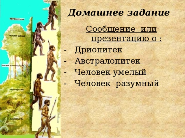 Домашнее задание Сообщение или презентацию о : Дриопитек Австралопитек Человек умелый Человек разумный 