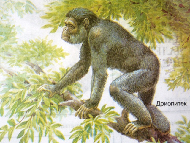 Кто он – наш предок? Самым древним предком человека и современной обезьяны считается – ДРИОПИТЕК («древесная обезьяна») Среда обитания: Африканские тропические леса. Место обитания: Деревья. 