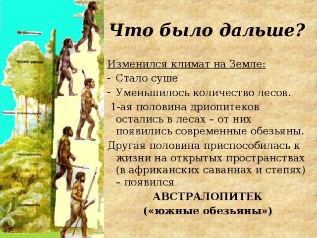 Что было дальше? Изменился климат на Земле: Стало суше Уменьшилось количество лесов.  1-ая половина дриопитеков остались в лесах – от них появились современные обезьяны. Другая половина приспособилась к жизни на открытых пространствах (в африканских саваннах и степях) – появился АВСТРАЛОПИТЕК («южные обезьяны»)  