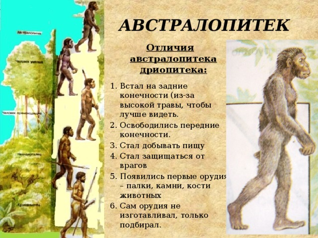 АВСТРАЛОПИТЕК Отличия австралопитека дриопитека:  Встал на задние конечности (из-за высокой травы, чтобы лучше видеть. Освободились передние конечности. Стал добывать пищу Стал защищаться от врагов Появились первые орудия – палки, камни, кости животных Сам орудия не изготавливал, только подбирал. 