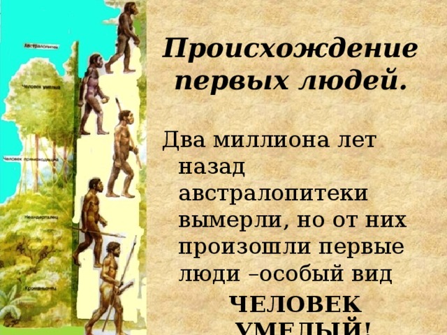 Происхождение первых людей. Два миллиона лет назад австралопитеки вымерли, но от них произошли первые люди –особый вид ЧЕЛОВЕК УМЕЛЫЙ! 