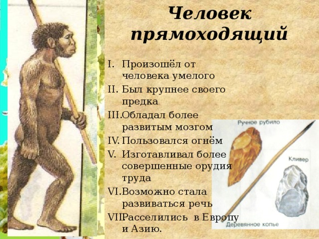 Человек прямоходящий Произошёл от человека умелого Был крупнее своего предка Обладал более развитым мозгом Пользовался огнём Изготавливал более совершенные орудия труда Возможно стала развиваться речь Расселились в Европу и Азию. 