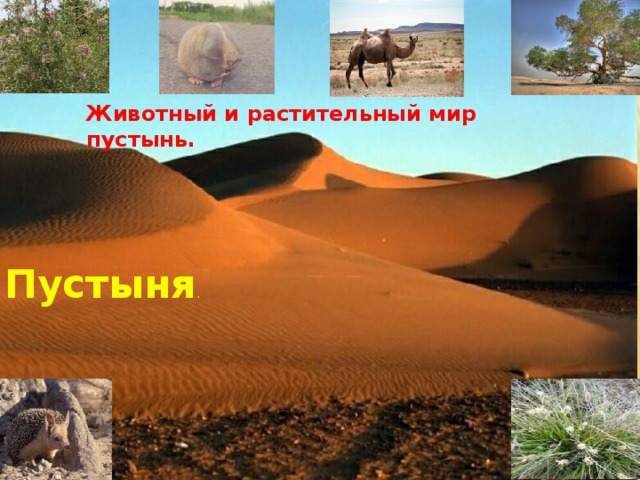 Животный и растительный мир пустынь. Пустыня . 