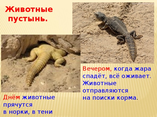 Животные  пустынь. Вечером, когда жара спадёт, всё оживает. Животные отправляются на поиски корма . Днём  животные прячутся в норки, в тени песчаных дюн, под растениями. 