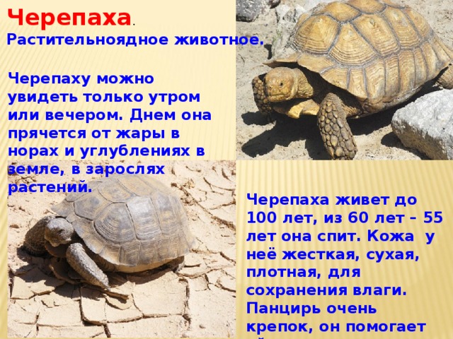 Черепаха . Растительноядное животное. Черепаху можно увидеть только утром или вечером. Днем она прячется от жары в норах и углублениях в земле, в зарослях растений. Черепаха живет до 100 лет, из 60 лет – 55 лет она спит. Кожа у неё жесткая, сухая, плотная, для сохранения влаги.  Панцирь очень крепок, он помогает ей спасаться от врагов . 