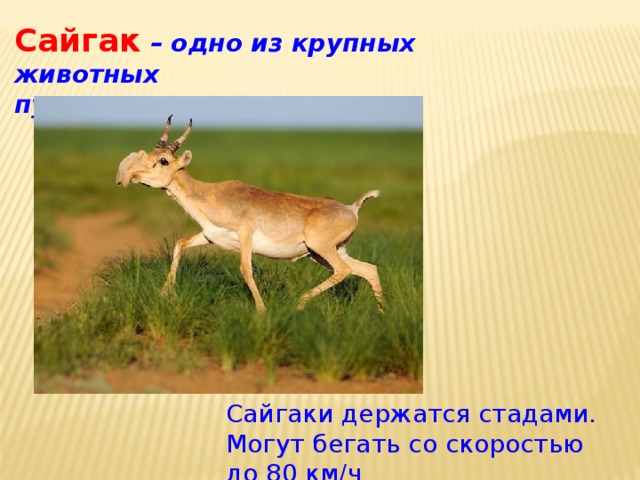 Сайгак  – одно из крупных животных пустынь. Сайгаки держатся стадами. Могут бегать со скоростью до 80 км/ч 