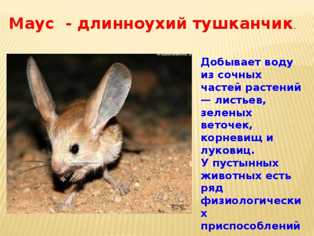 Маус - длинноухий тушканчик . Добывает воду из сочных частей растений — листьев, зеленых веточек, корневищ и луковиц. У пустынных животных есть ряд физиологических приспособлений к экономному расходованию воды. 